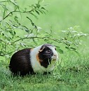 Cavia